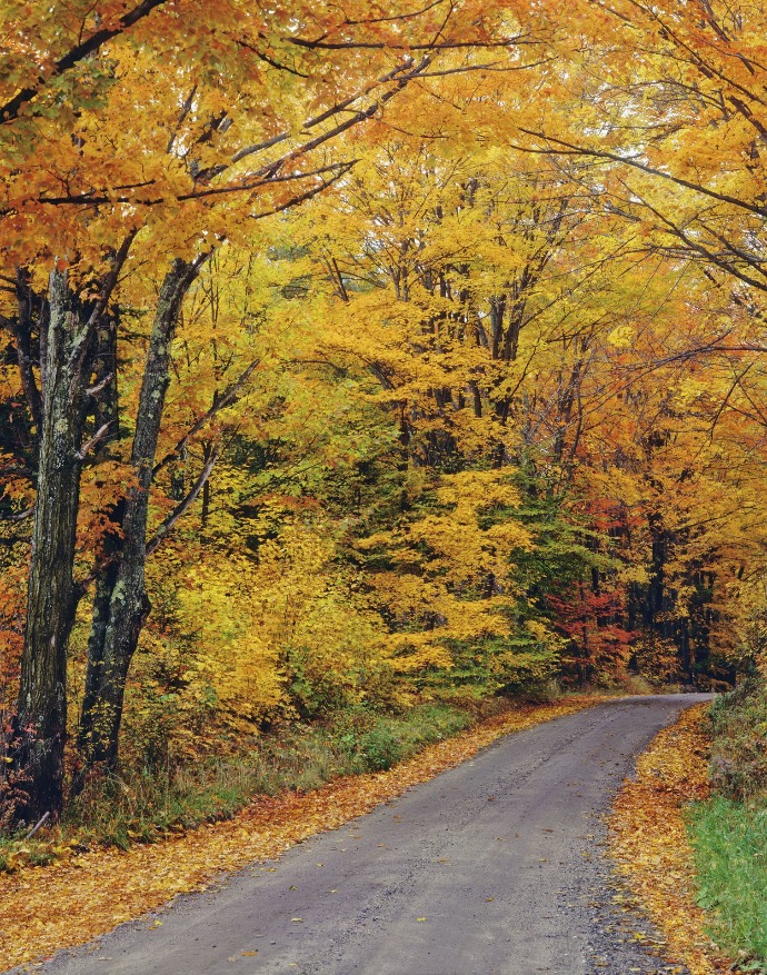 Vermont foliage